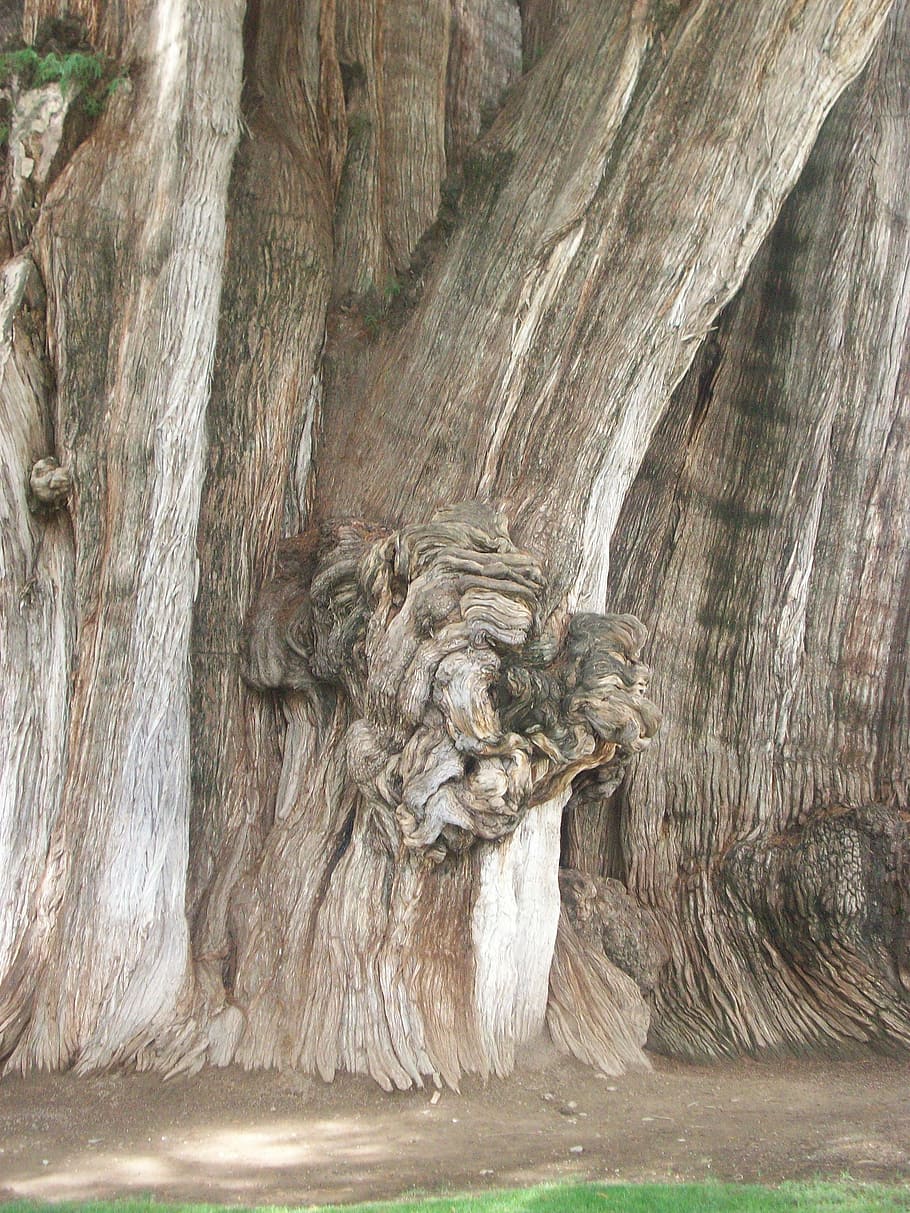 árbol del tule, tree, trunk, big, santa maría del tule, montezuma cypress, taxodium mucronatum, cypress, oaxaca, mexico