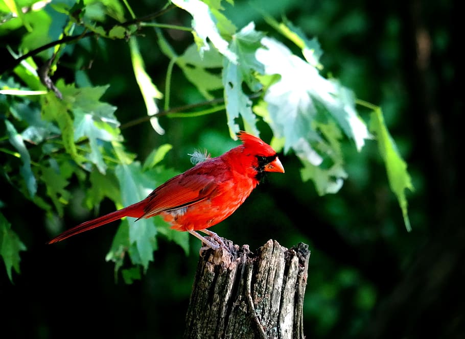 merah, kardinal, burung, duduk, pohon, kardinal laki-laki, burung merah, burung lagu, alam, margasatwa