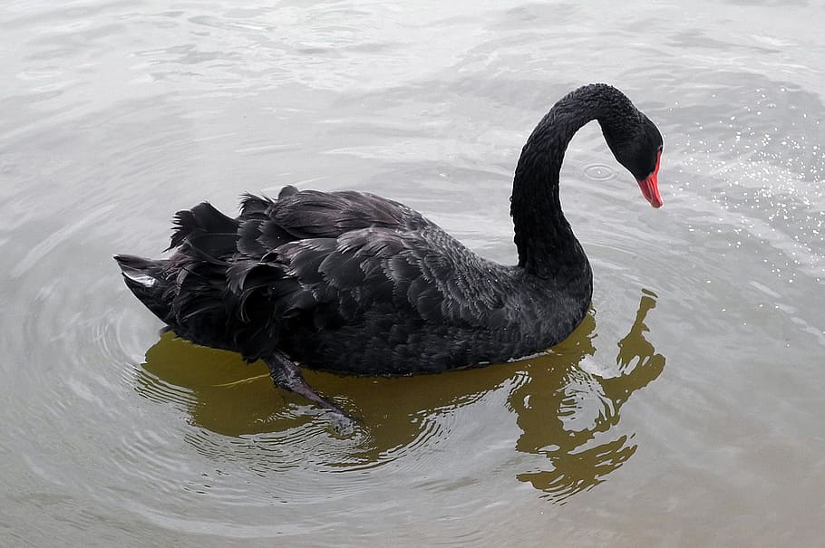 Black Swan, Bird, Fly, Wings, swan, feather, wildlife, beak, wild, dom