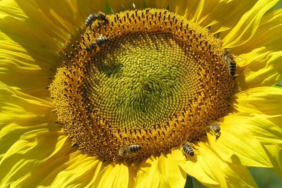 群れ, アジアのミツバチが止まった, ヒマワリ, 太陽の花, 花, クローズアップ, 黄色, 日当たりの良い, 明るい, 開花植物