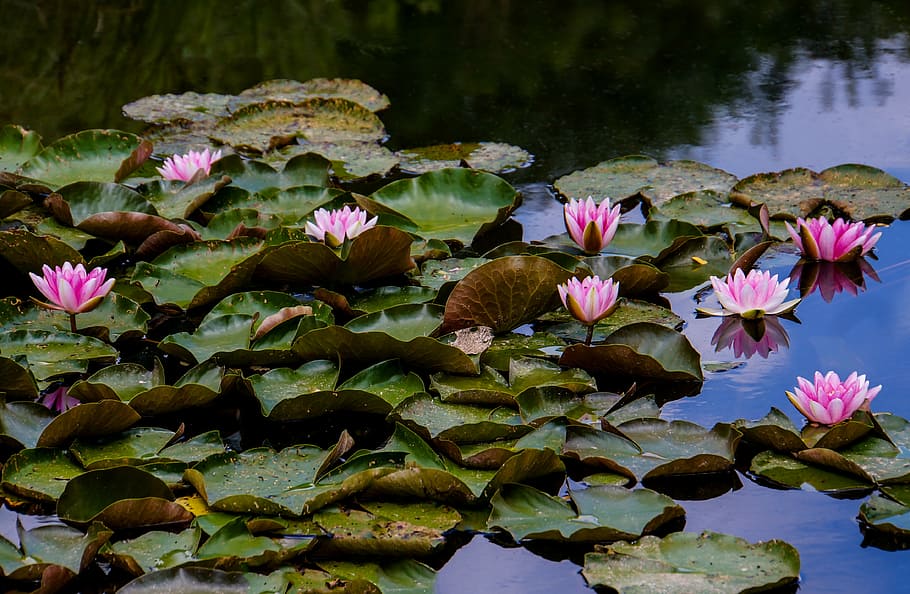 green, leafed, plant, flowers, floating, body, water, water lilies, lake, romance