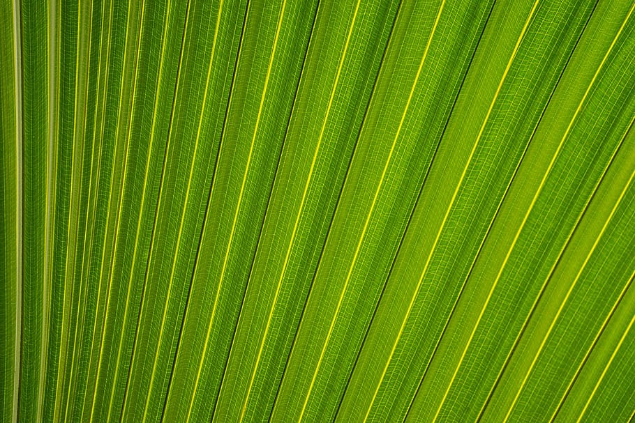sem título, verde, têxtil, folha, folhas, plantas, natureza, textura, folha de palmeira, palmeira