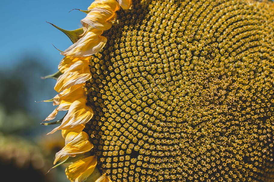 close-up photography, yellow, sunflower, macro, photography, flower, sun, sunny, close-up, one animal