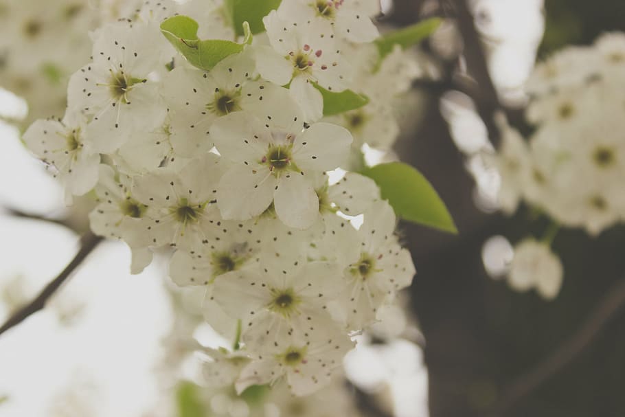 selective, focus photo, white, petaled flowers, flowers, macro, photography, springtime, nature, spring