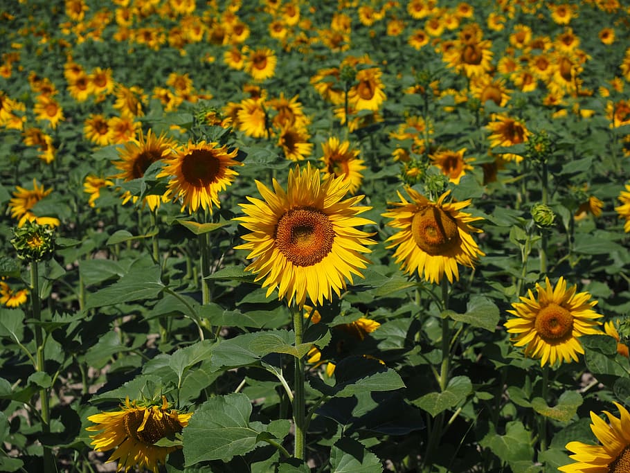 sunflower, sunflower field, Sunflower, Field, sunflower field, helianthus annuus, flower, nature, plant, blossom, bloom