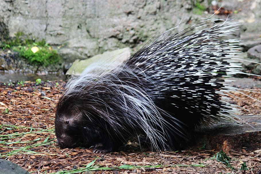 porcupine, hedgehog, spines, animal, wildlife, wild, zoology, mammal, species, wilderness