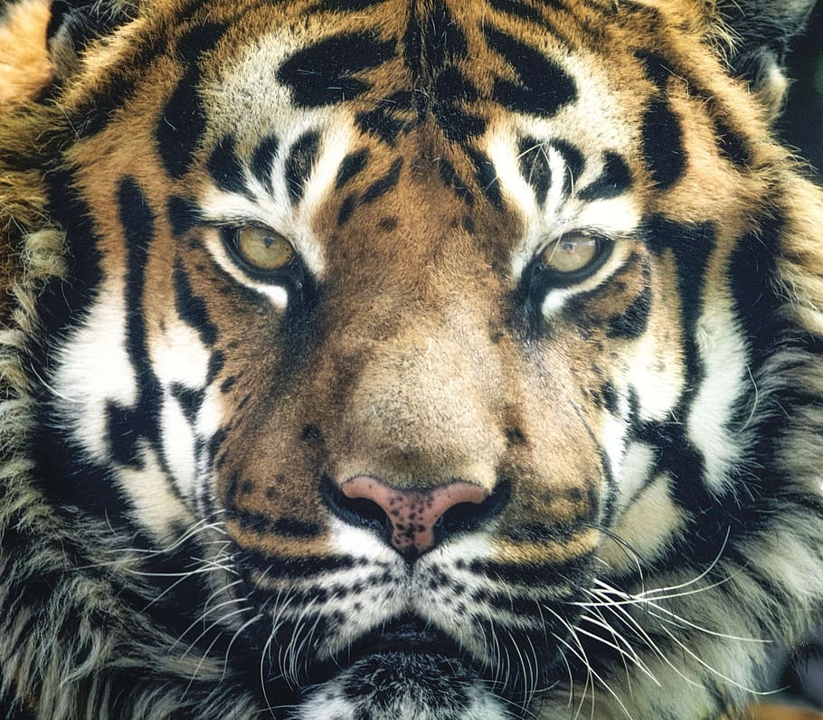 foto, tigre de bengala, tigre, bengala, rayas, ojos, cerca, en peligro de extinción, especies, depredador