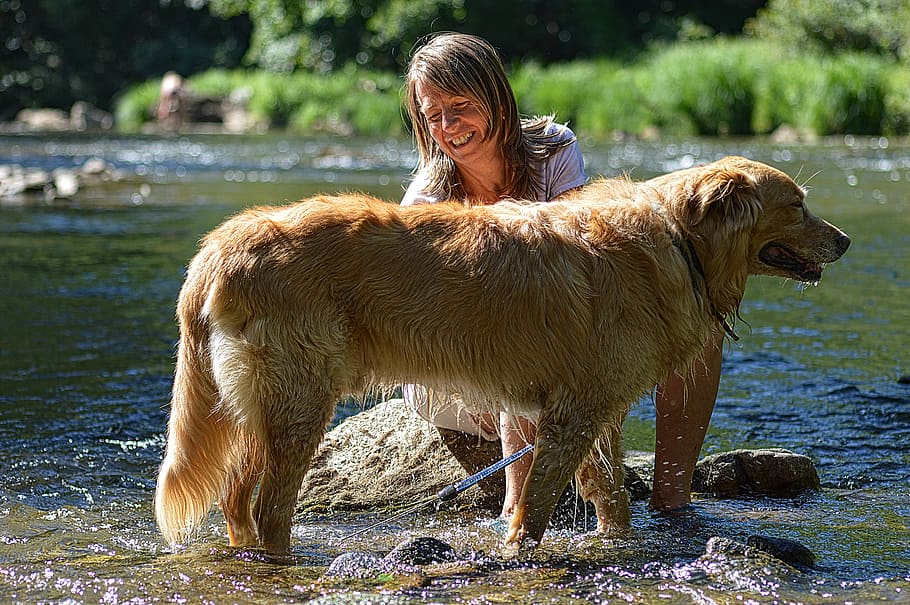 perro, golden retriever, animal, animal doméstico, mascota, dorado, creek, aseo, macho, mascotas