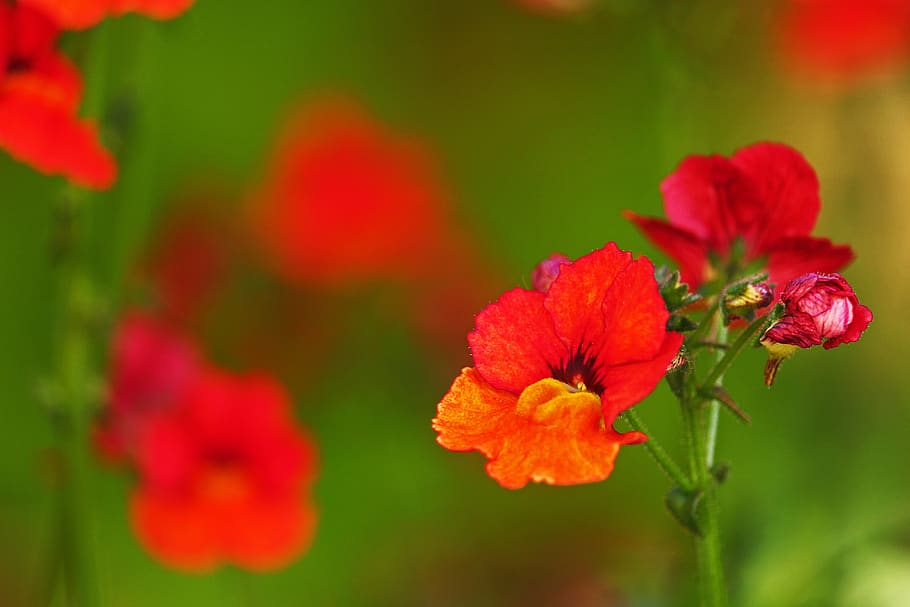 elves-porn-terrace-flower-summer-balcony