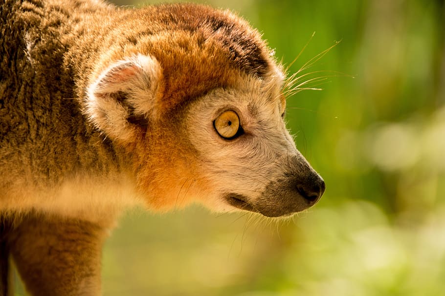 茶色の動物, 猿, 自然, 動物園, 哺乳類, 小猿, かわいい, 目, 柔らかい, マダガスカル