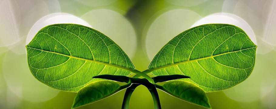 two green leaves, harmony, banner, symbol, leaf, symmetry, nature, line,  ecology, plant part | Pxfuel