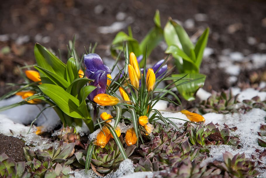 Flowers, Crocuses, Spring, Snow, spring, snow, the first flowers, greens, purple, blue, yellow