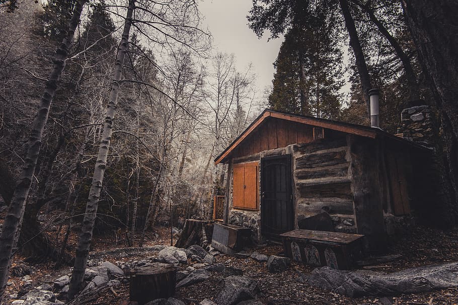 kabin, hutan, ditinggalkan, dingin, embun beku, rumah, di luar rumah, batu, perjalanan, pohon