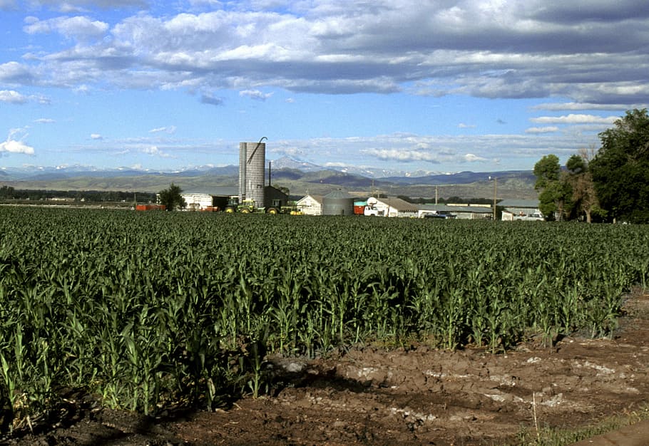 growing, colorado landscape, Corn, growing in, Larimer County, Colorado, landscape, crops, farm, field