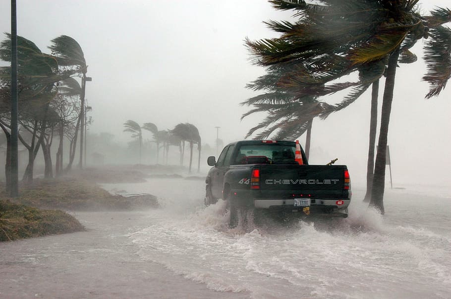 black, chevrolet pickup truck, coconut palm tree, key west, florida, hurricane, dennis, weather, storm surge, stormy