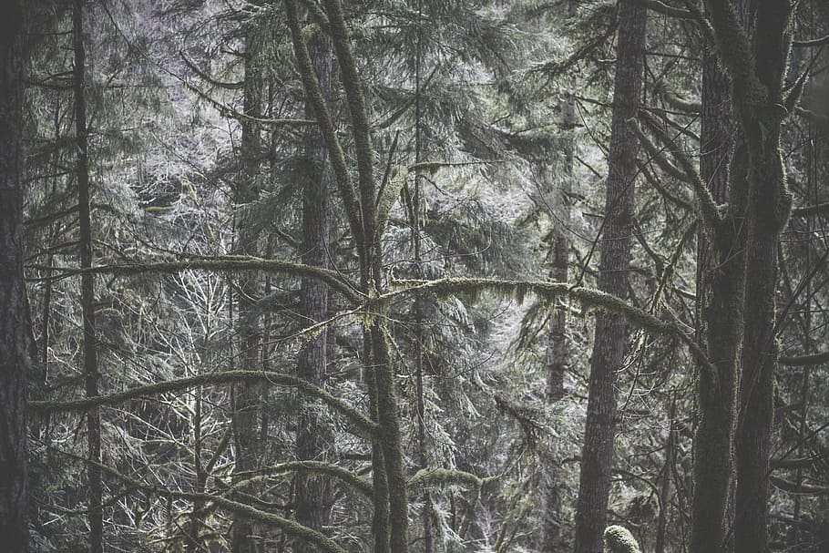 森の自然の木の冬, 森, 自然, 木, 冬, アウトドア, 風景, 枝, 人なし, 木の幹