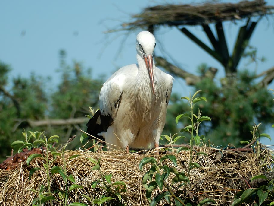 Animal, Bird, White Stork, stork, large beak, white, wildlife photography, nest, nature, pride