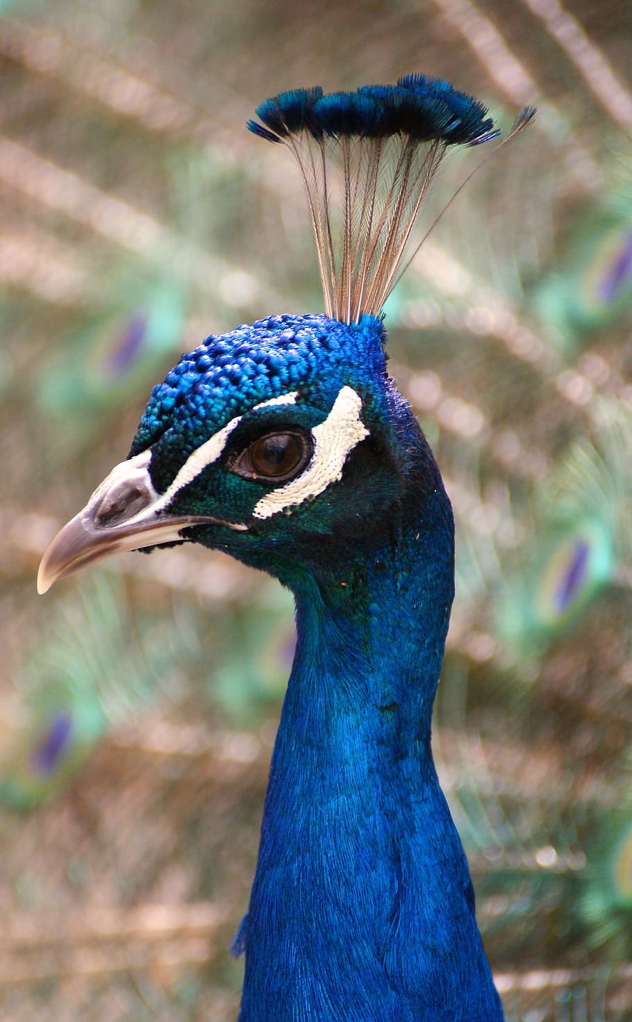 peacock, bird, feather, blue, animal, head, iridescent, plumage, color, animal world
