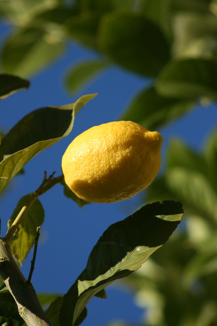 lemon, green, mediterranean, acidity, fruit tree, fruit, lime, citrus, citric, yellow