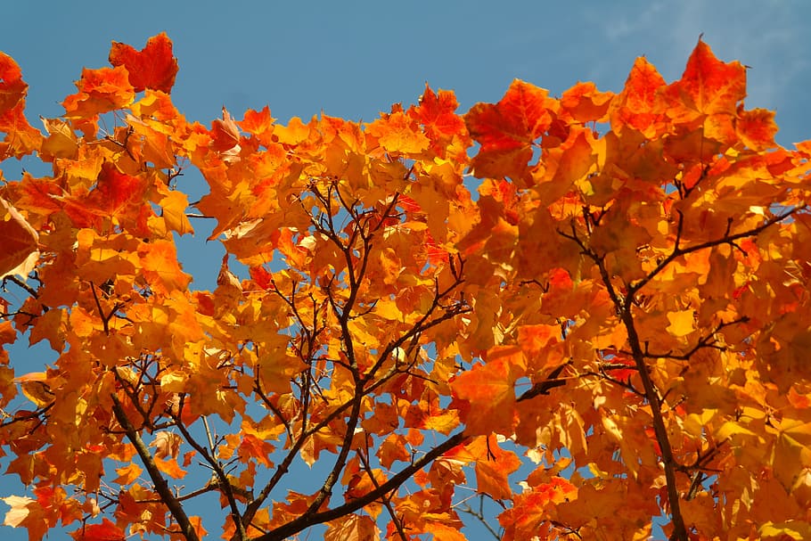 fall foliage, leaves, autumn, fall color, branch, maple, acer platanoides, yellow, orange, red