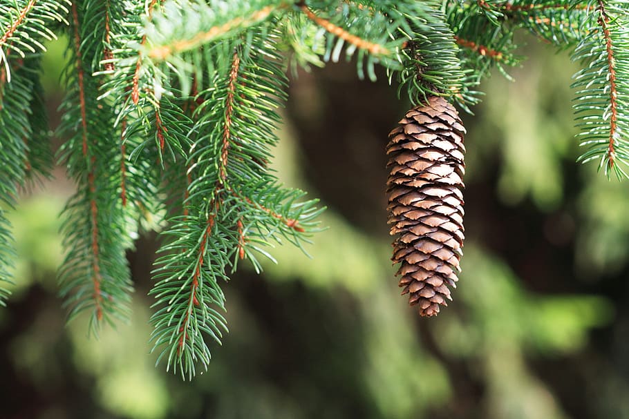 tilt shift lens photo, pine cone, branch, cone, conifer, coniferous, evergreen, forest, green, needle