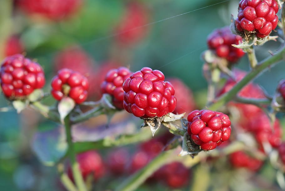 close-up, selective, focus photography, red, berries, blackberry, berry, fruit, blackberries, fruits
