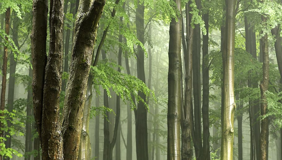 trees, smoky, background, gentle light, tree trunks, after the rain, wet, haze, fog, diffuse light