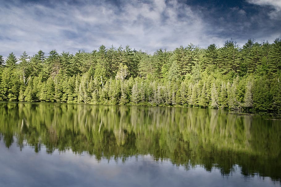 green, trees, forest, nature, water, reflection, sky, clouds, tree, plant