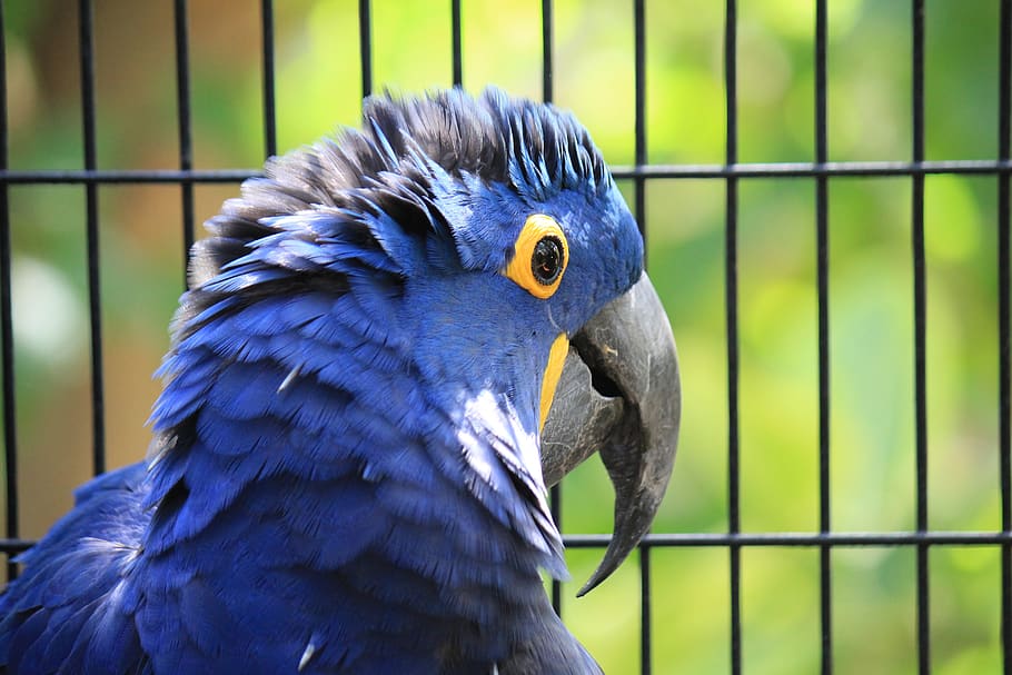 macaw hyacinth, anodorhynchus hyacinthinus, blue, jacinto, macaw, ave, parrot, animal, tropical bird, bird