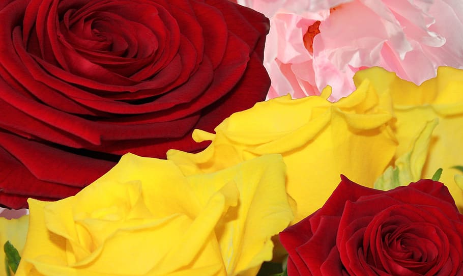 roses, flower, nature, bloom, blossom, love, romantic, romance, anniversary, plant
