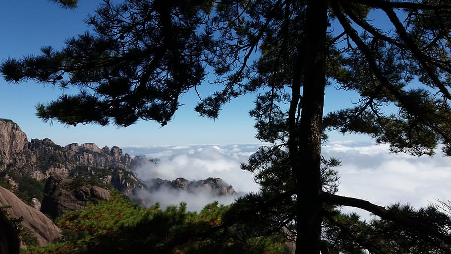 the scenery, clouds, pine, huangshan, tree, plant, sky, tranquility, beauty in nature, tranquil scene