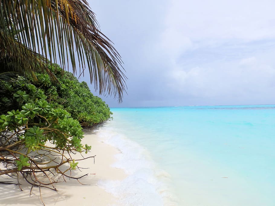 manglares, crecimiento, blanco, playa de arena, océano, mar, playa, maldivas, las piedras, tranquilidad