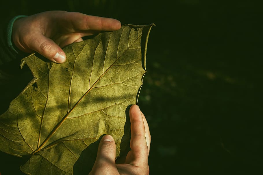 orang, memegang, hijau, daun, tanaman, tangan, bagian tubuh manusia, tangan manusia, musim gugur, satu orang
