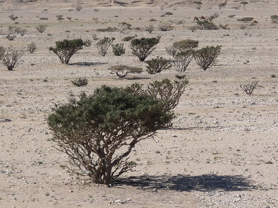 Desierto, arena, seco, caliente, Omán, Asia, Bush, guijarros, pedregal, incienso