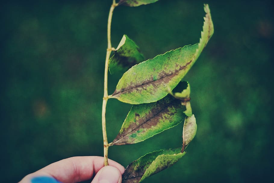 person, holding, green, leafed, plant, leaf, nature, blur, hand, human hand