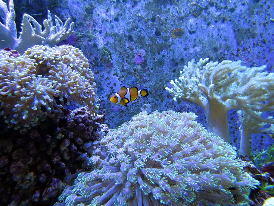 clown fish, swimming, corals, coral, coral reef, white dunga lee, tropical fish, in the sea, beauty, underwater