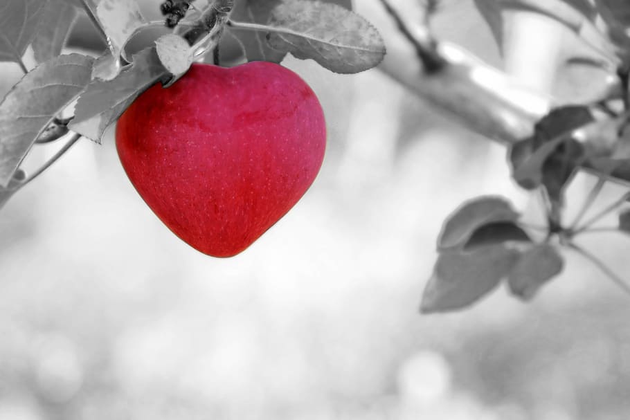 selective, color, pink, fruit, apple, love, heart, tree, red, plant
