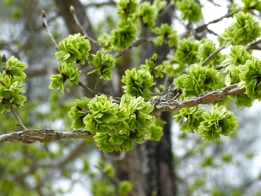 緑 花 ブルーム 庭 緑の花 枝 森 自然 植物 緑色 Pxfuel