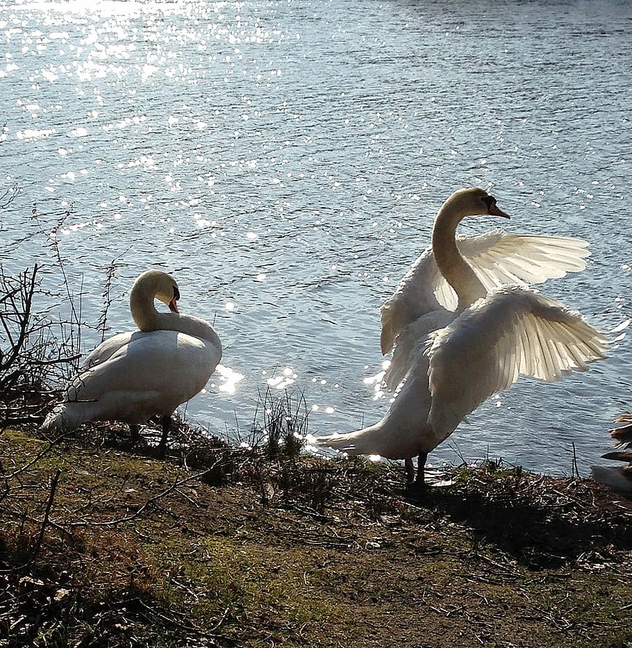 two, white, geese, ground, body, water, daytime, Swans, Couple, Birds
