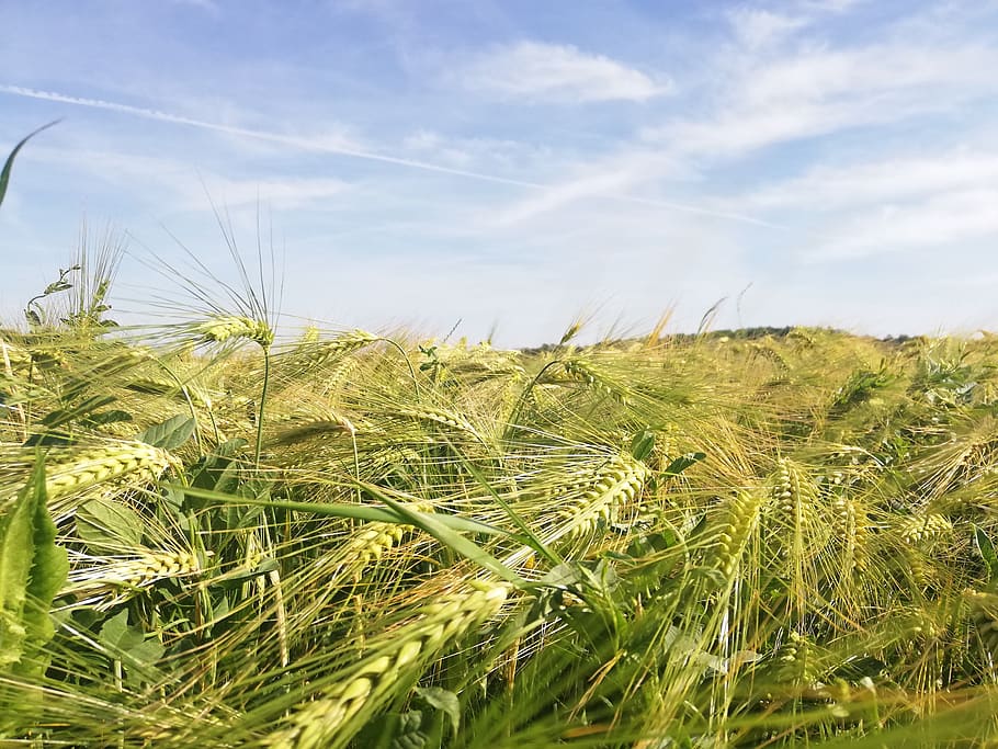 cornfield, barley field, barley, wheat, wheat field, nature, landscape, field, arable, plant
