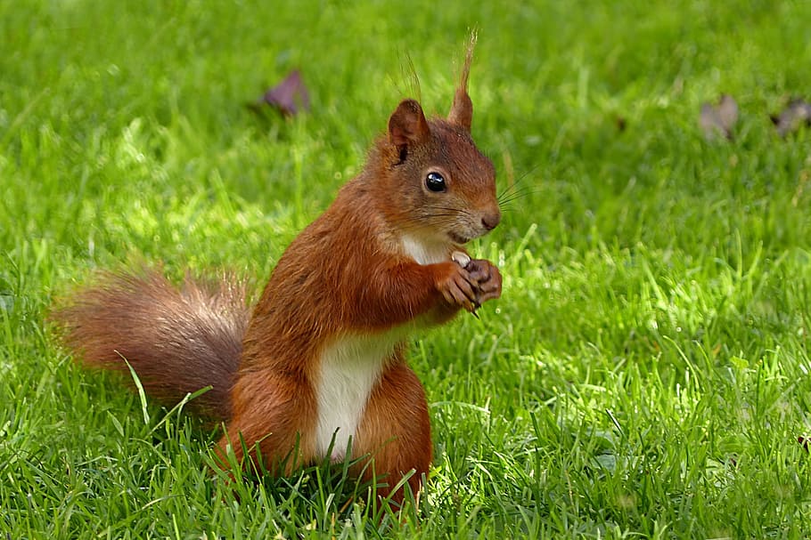 brown, squirrel, green, open, field duringdaytime, animal, mammal, sciurus vulgaris major, foraging, garden