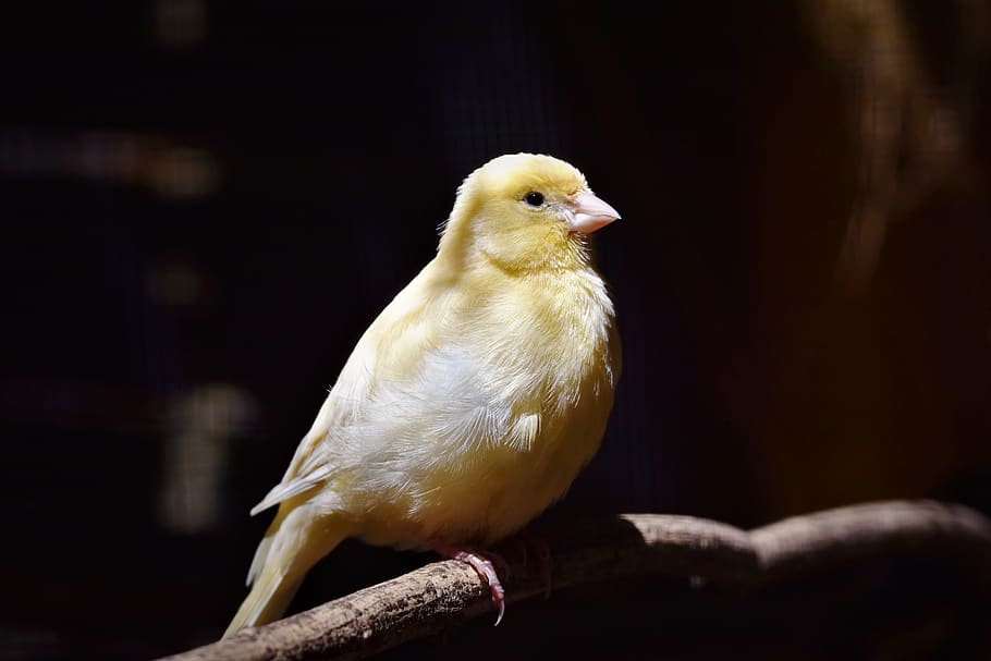 canarios populares como aves para tener en casa