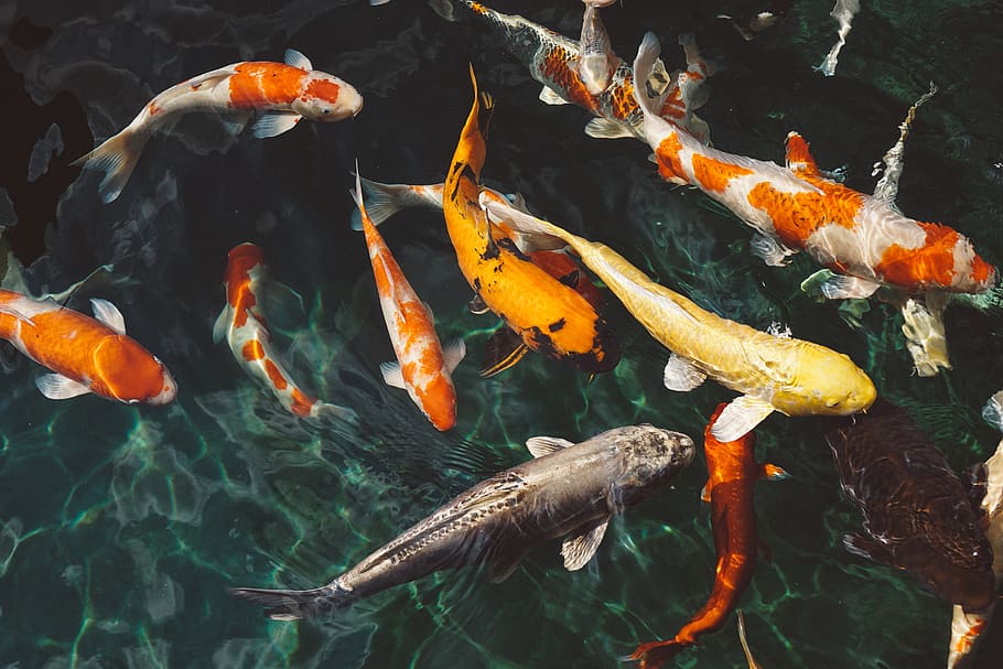 water, orange, white, koi, fish, underwater, swimming, group of animals, koi carp, animals in the wild
