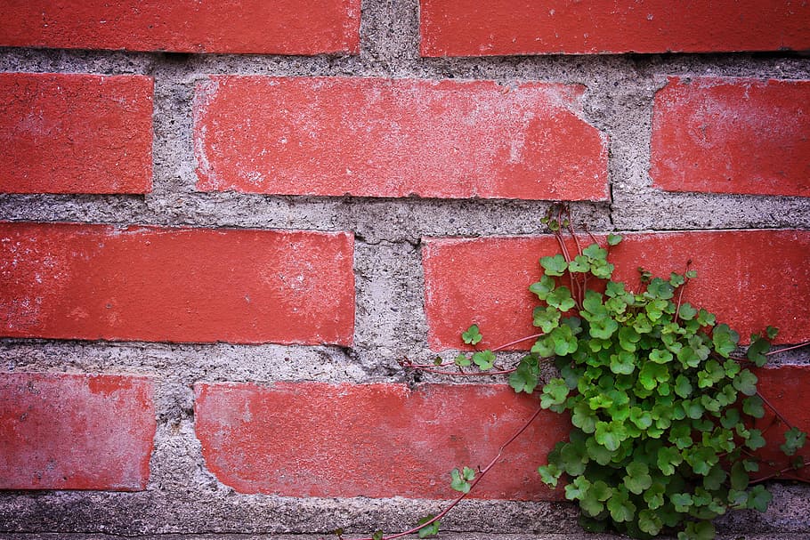 green, leaf plant, red, concrete, wall, green leaf, plant, brick, wall - Building Feature, backgrounds