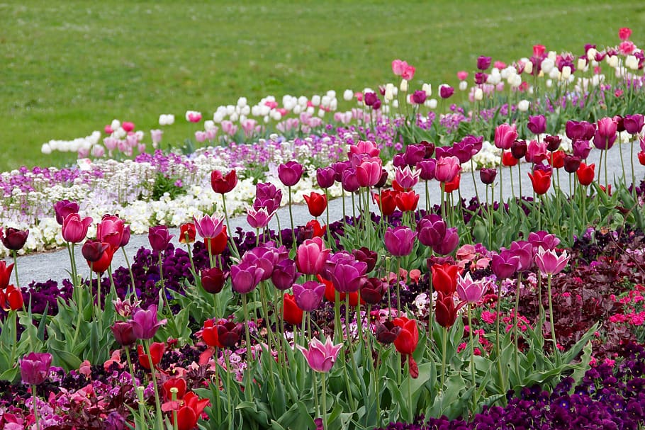 tulips, tulipa, tulpenzwiebel, breeding tulip, purple, white, schnittblume, meadow, flowering plant, flower