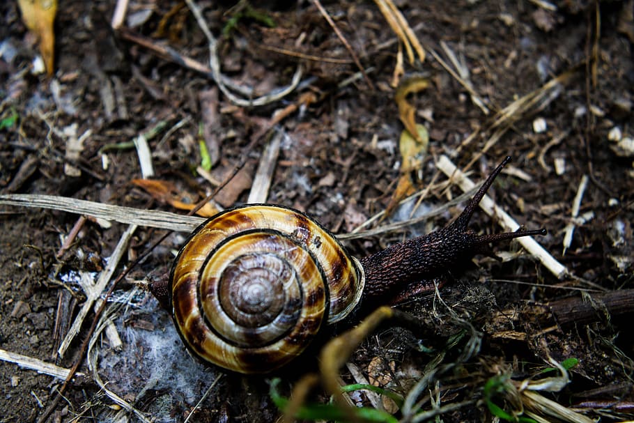 snail, nature, shell, animal, slow, crawl, shells, wildlife, creature, woods