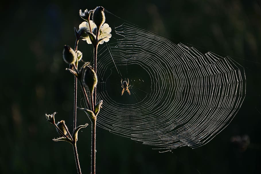 brown, black, spider, web, nature, insect, network, macro, micro-nature, light