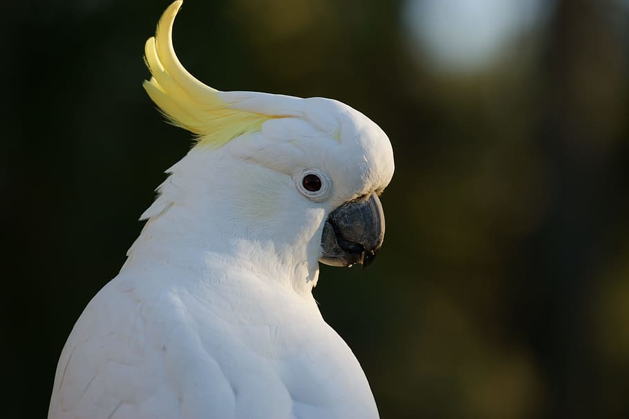 closeup, white, parrot, cockatoo, sulphur crested cockatoo, australia, bird, colorful, australian, tropical