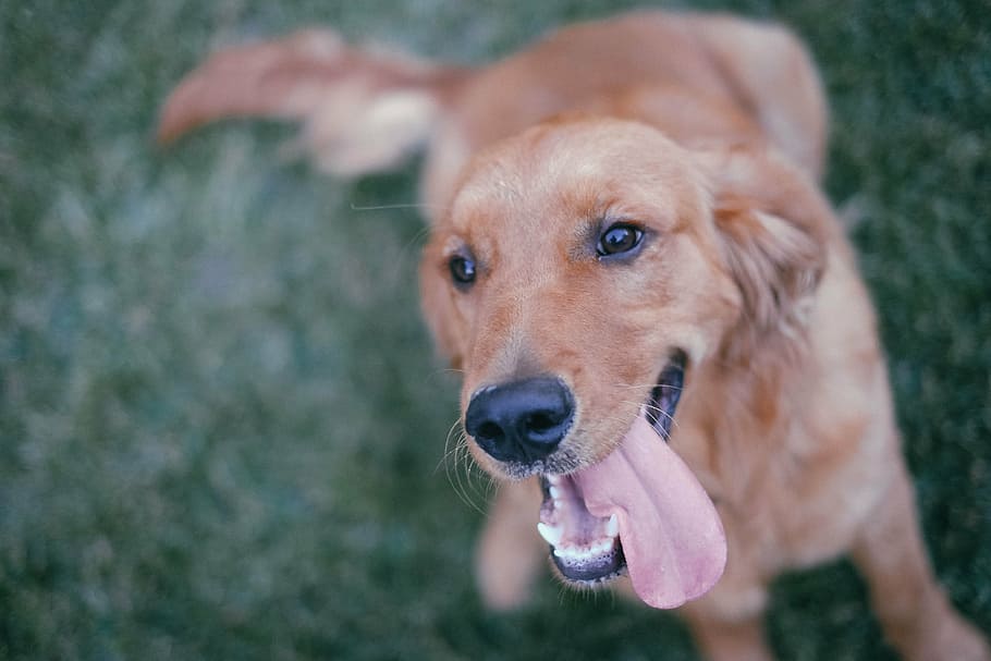 golden, retriever puppy, dog, pet, happy, smile, friend, companion, loyalty, cheer