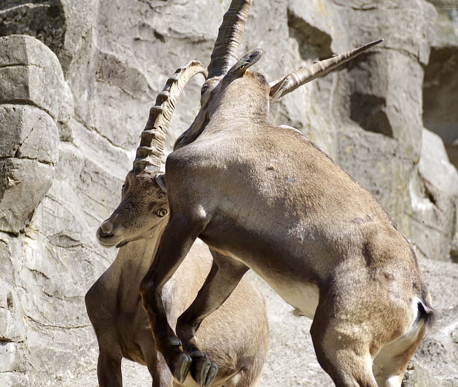 Ibex, Male, Horned, Mammal, Nature, horns, capricorn, alpine, mountains, alpine ibex